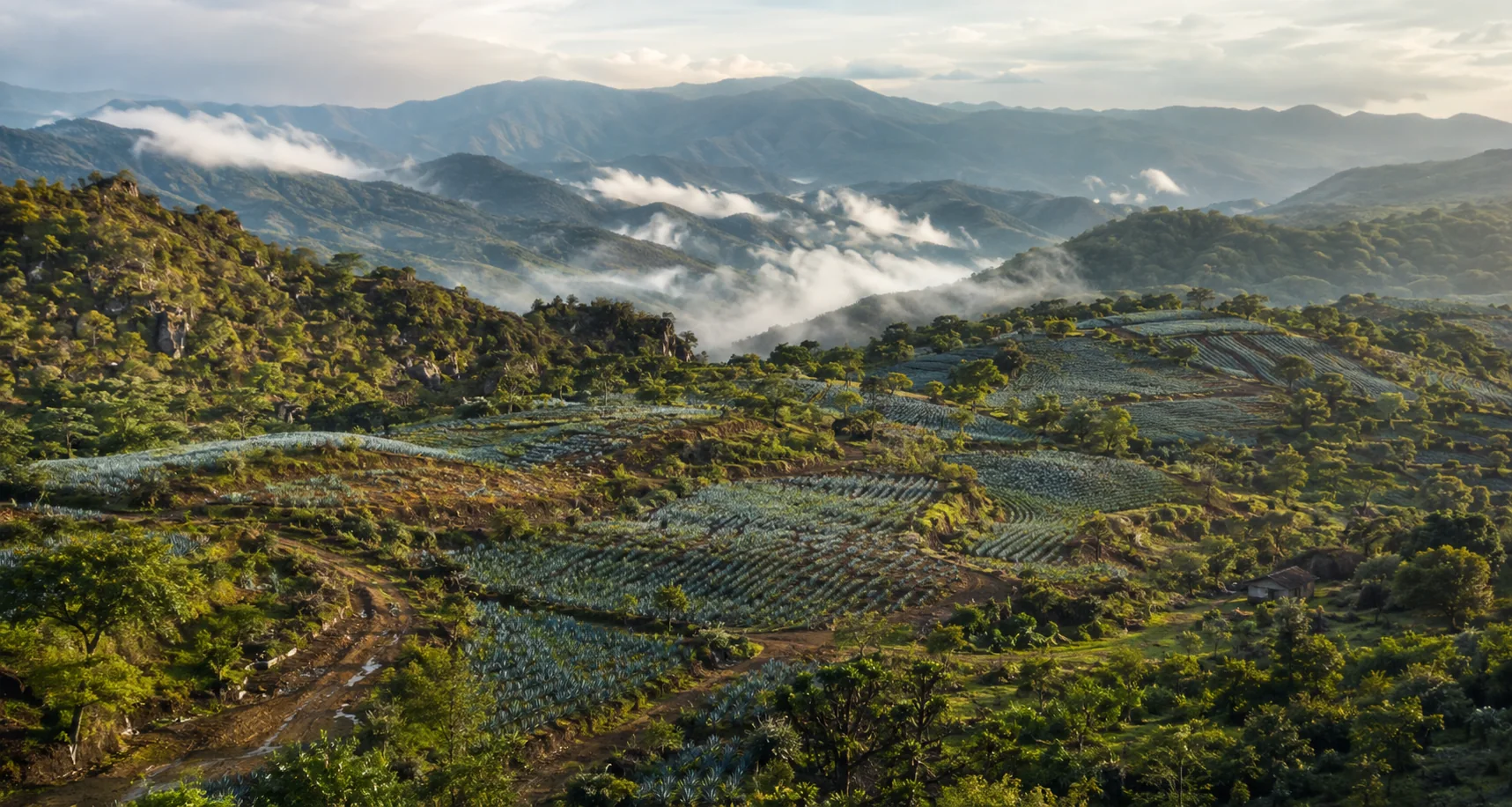 Vista aérea de campos de agave en Guerrero
